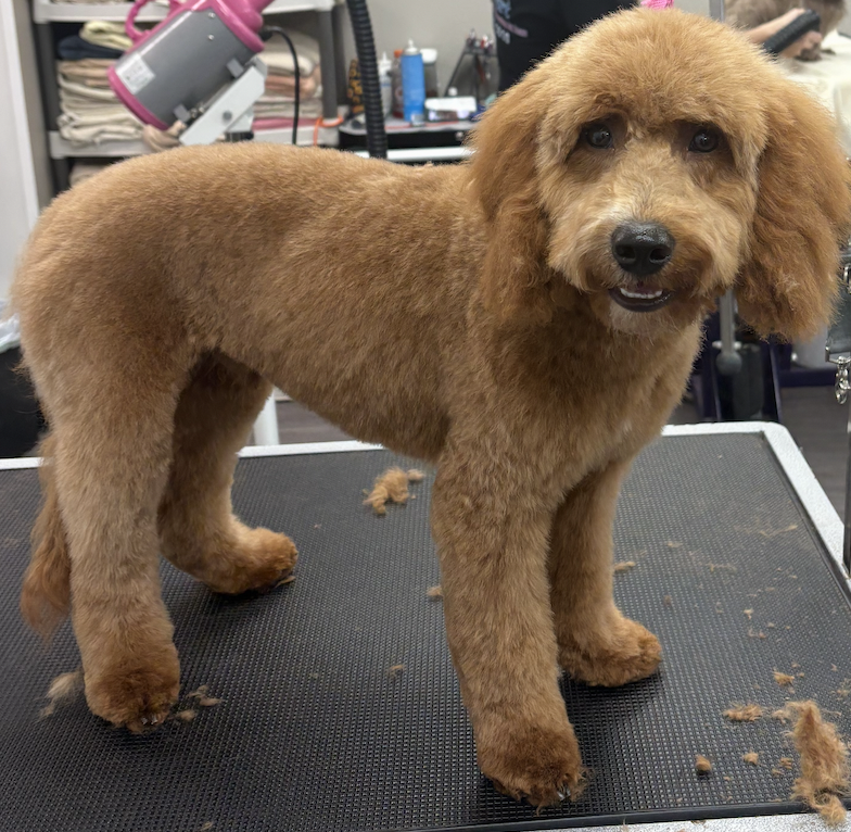 Schnauzer after grooming on a grooming table