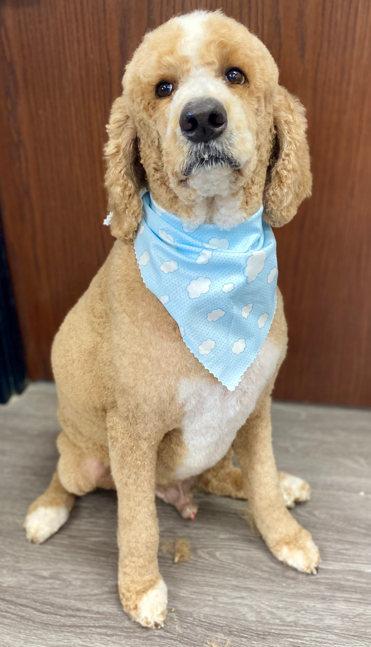 Small freshly groomed dog wearing a blue bandana