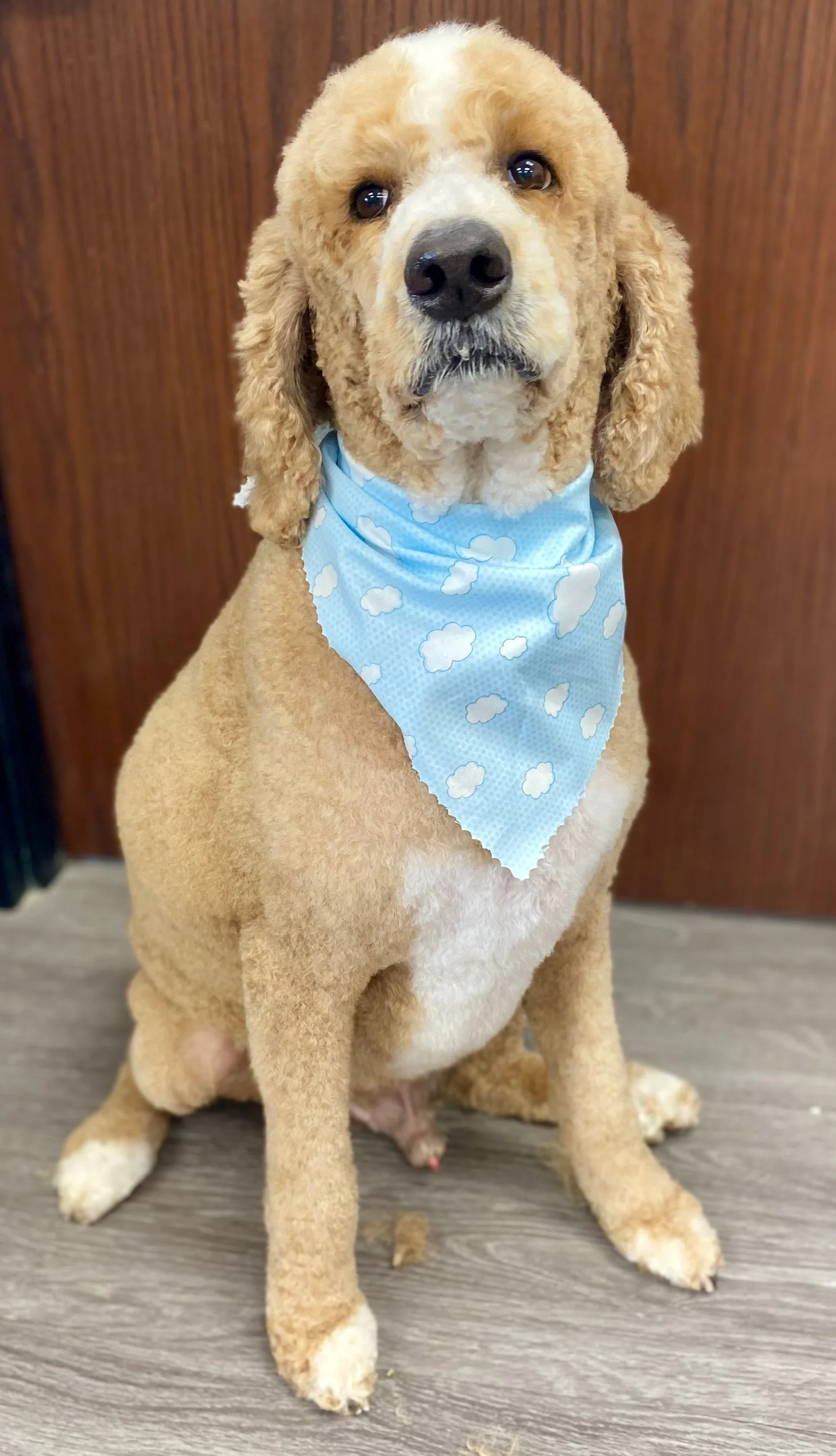 Small freshly groomed dog wearing a blue bandana