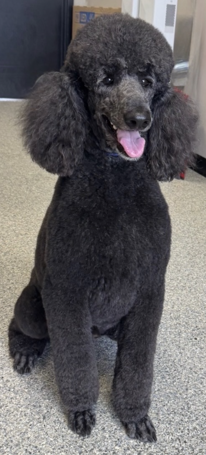 Small gray dog smiling after grooming with a blue bandana