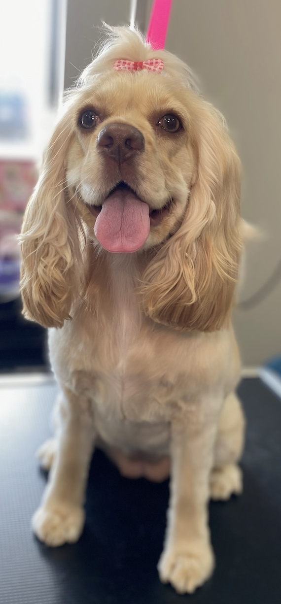 Golden dog smiling after grooming with pink bows