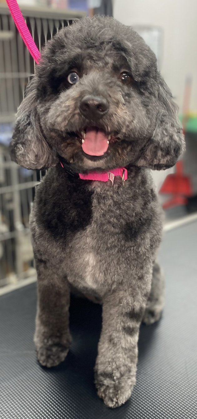 Small white dog with a red bow after grooming