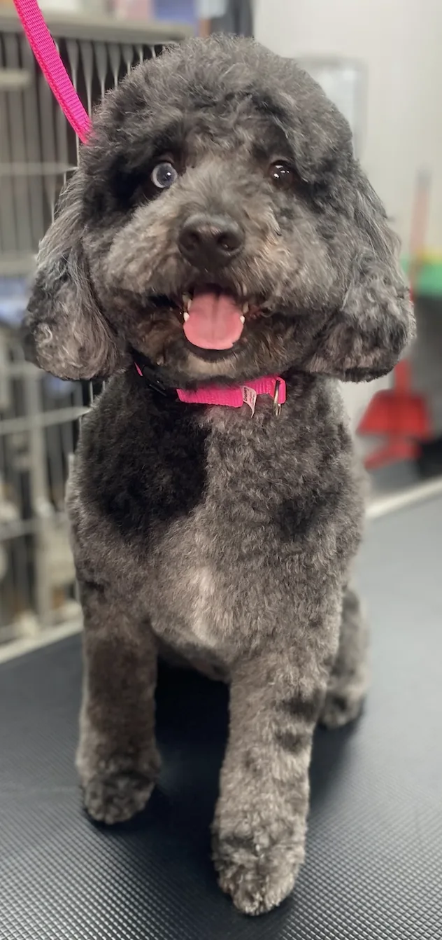 Small white dog with a red bow after grooming