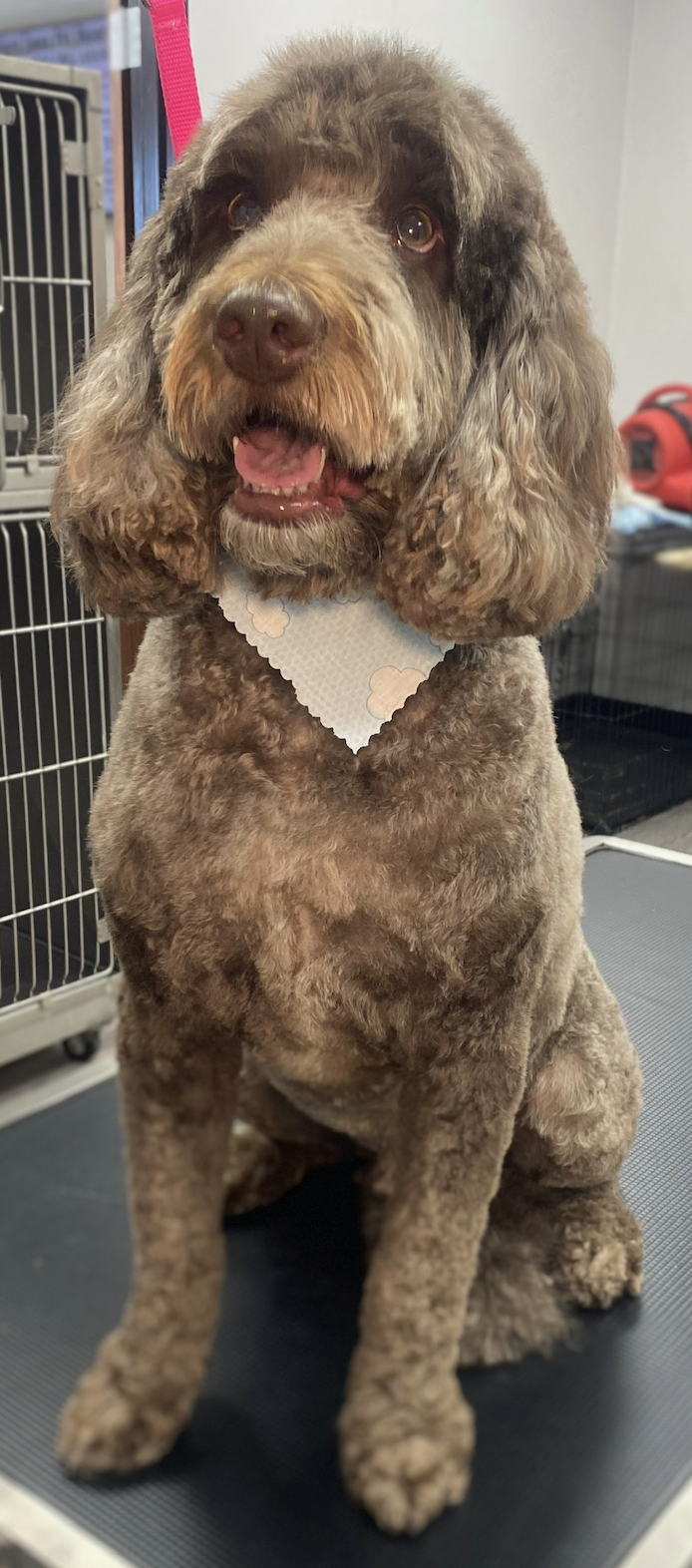 Curly white dog after grooming on a grooming table