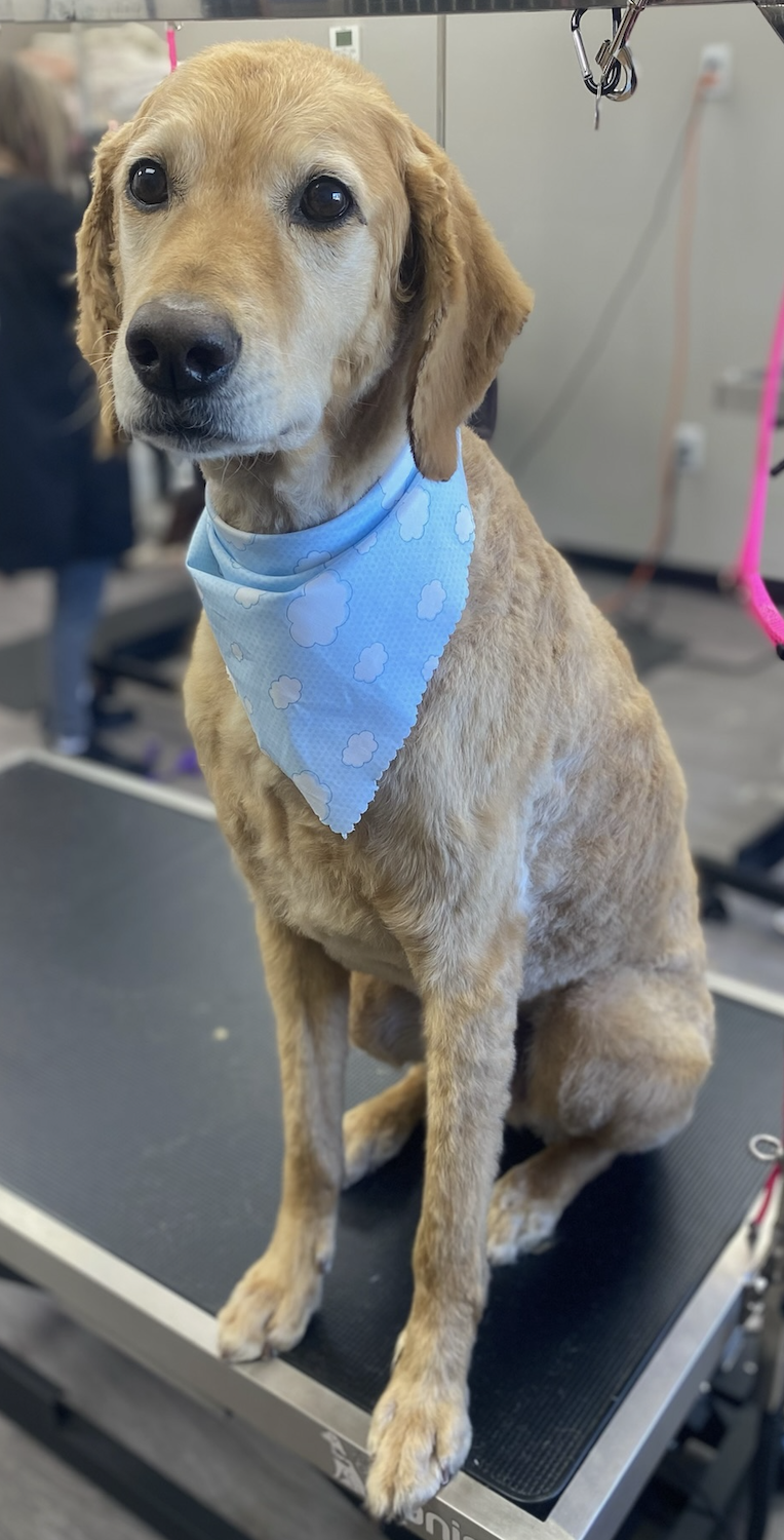 Golden dog wearing a blue bandana after grooming