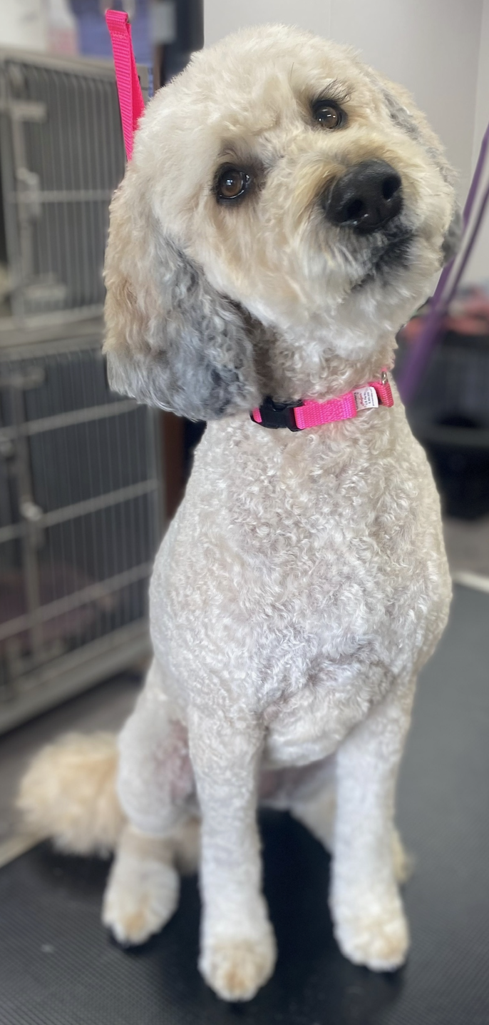 Brown doodle wearing a blue bandana after grooming