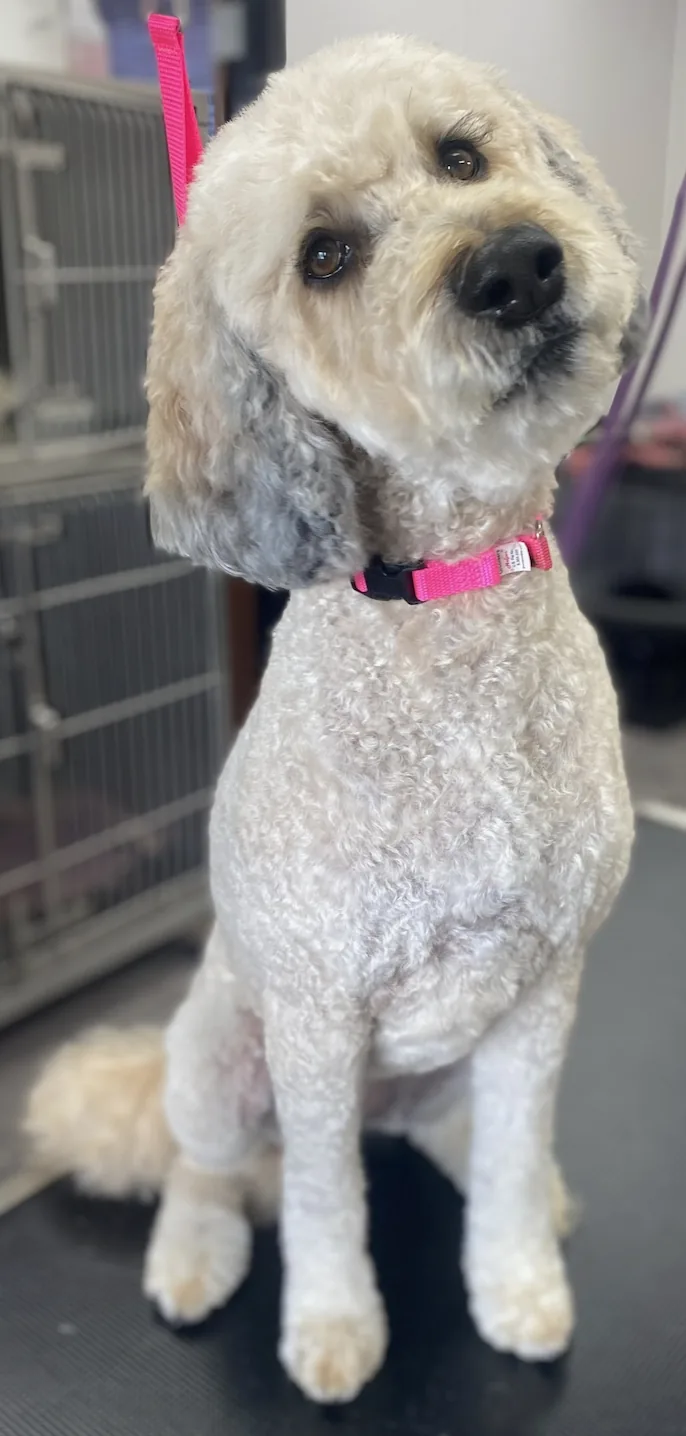 Brown doodle wearing a blue bandana after grooming