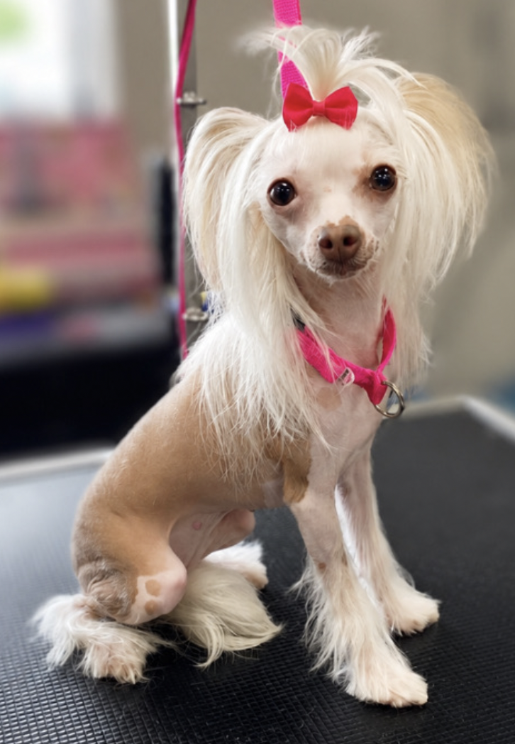 Small gray poodle smiling after grooming