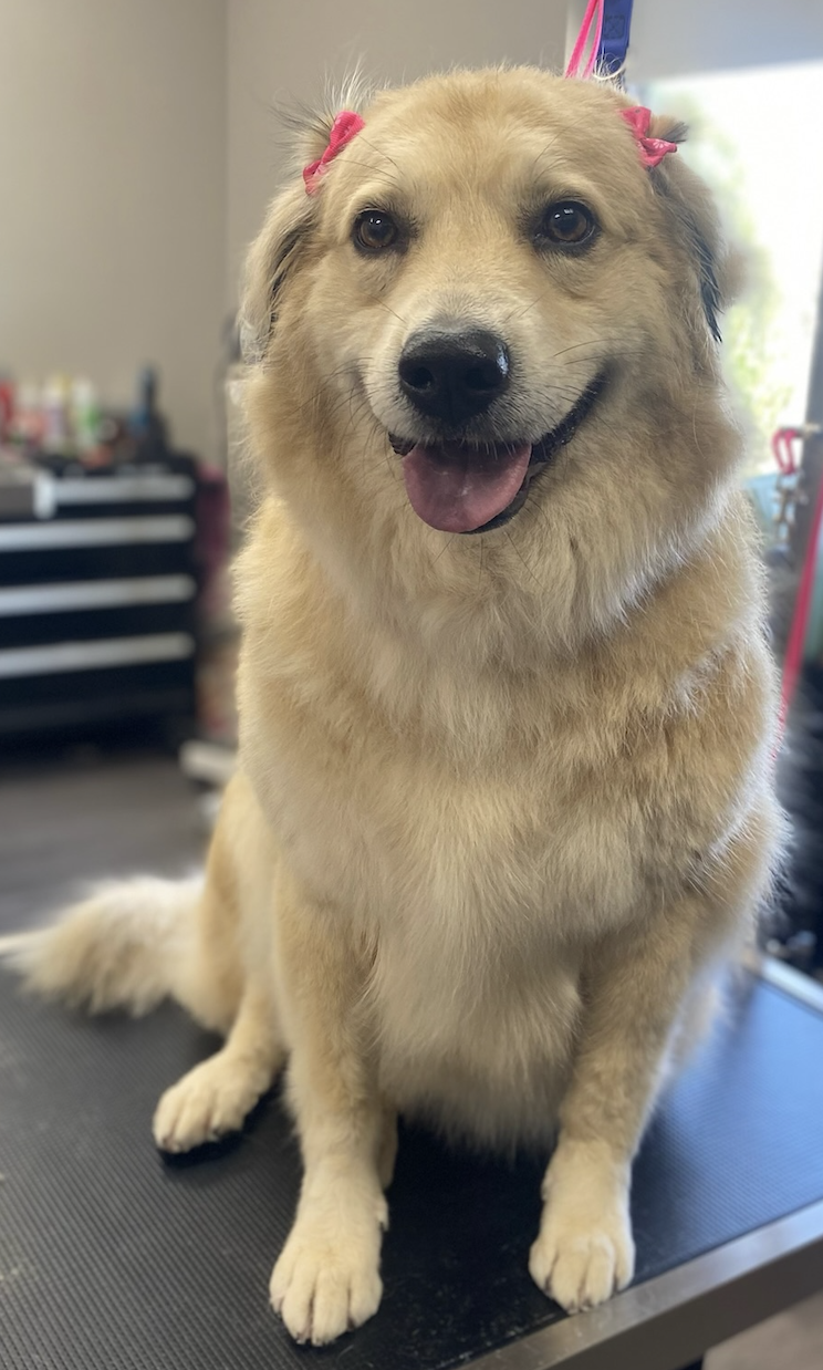 Blonde dog with a bow after grooming