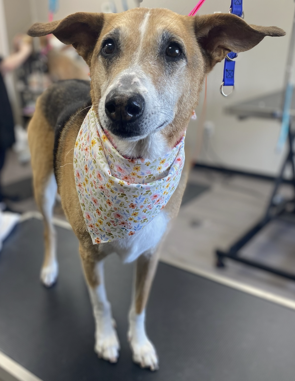 Gray and white dog after grooming on a grooming table
