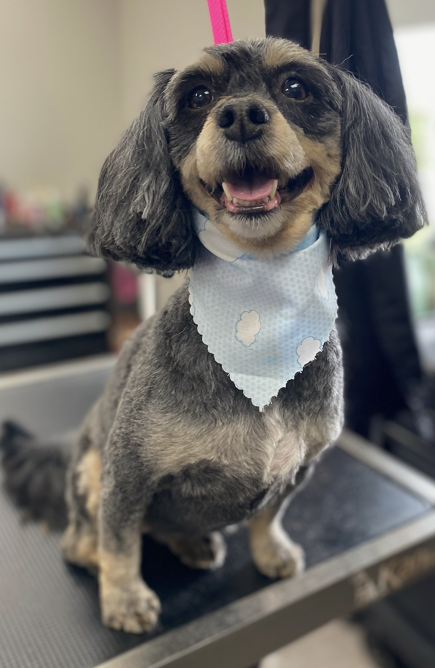 Black poodle after grooming