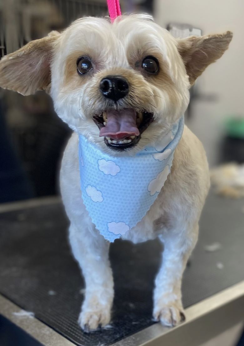 Tan poodle wearing a blue bandana after grooming