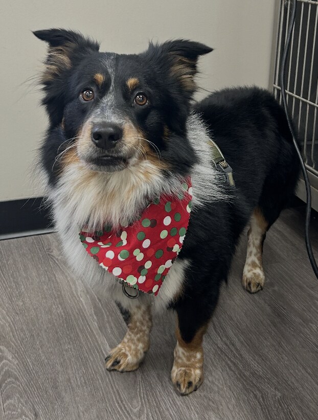 Black and white dog wearing a red polka dot bandana after grooming