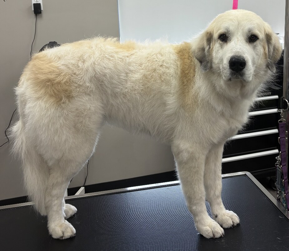 Large white dog standing on a grooming table after coat care