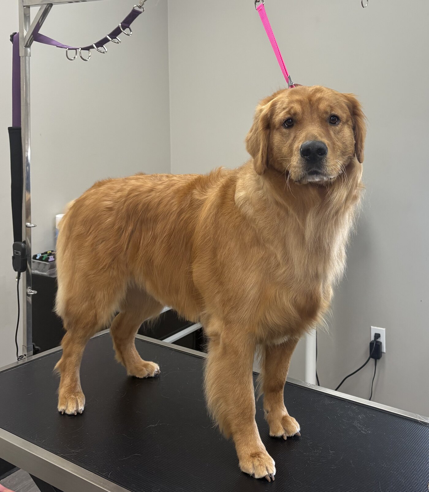 Small dog after a bath and trim grooming appointment