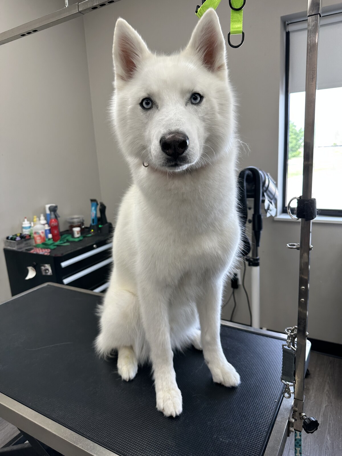 White dog on a grooming table after coat care