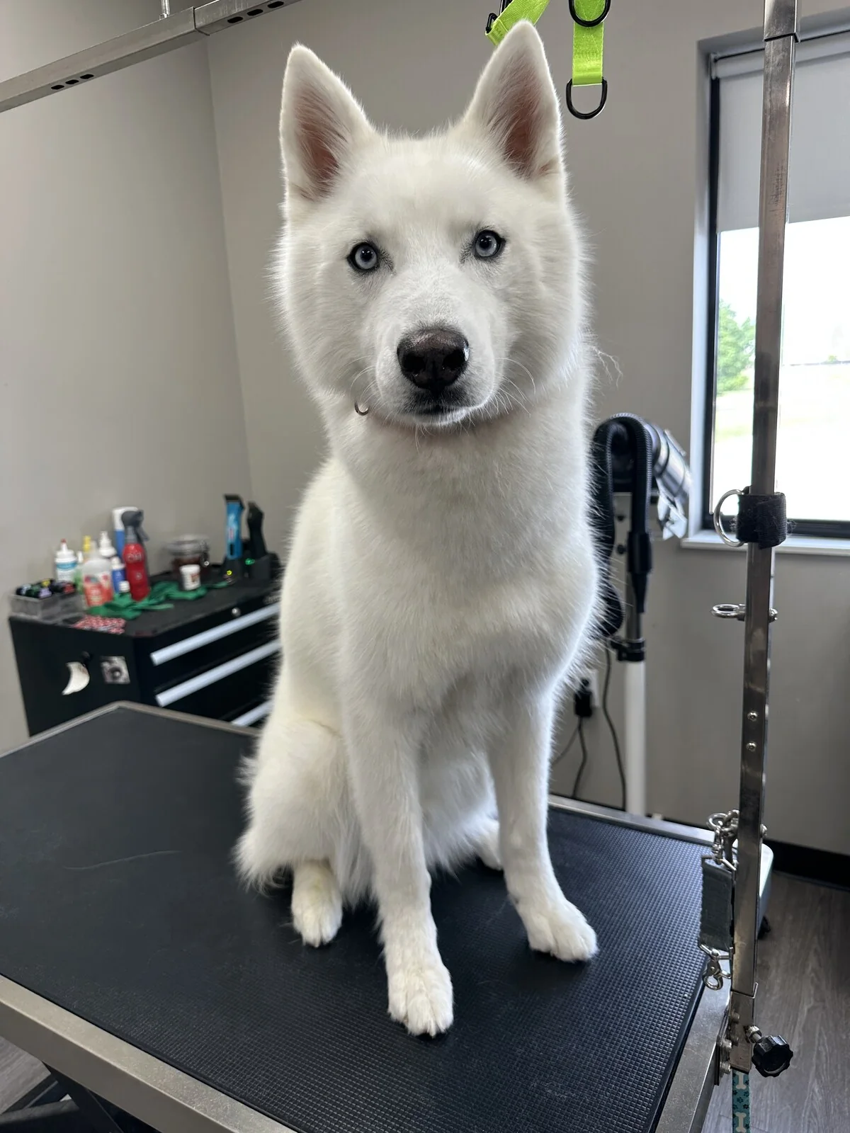 White dog on a grooming table after coat care