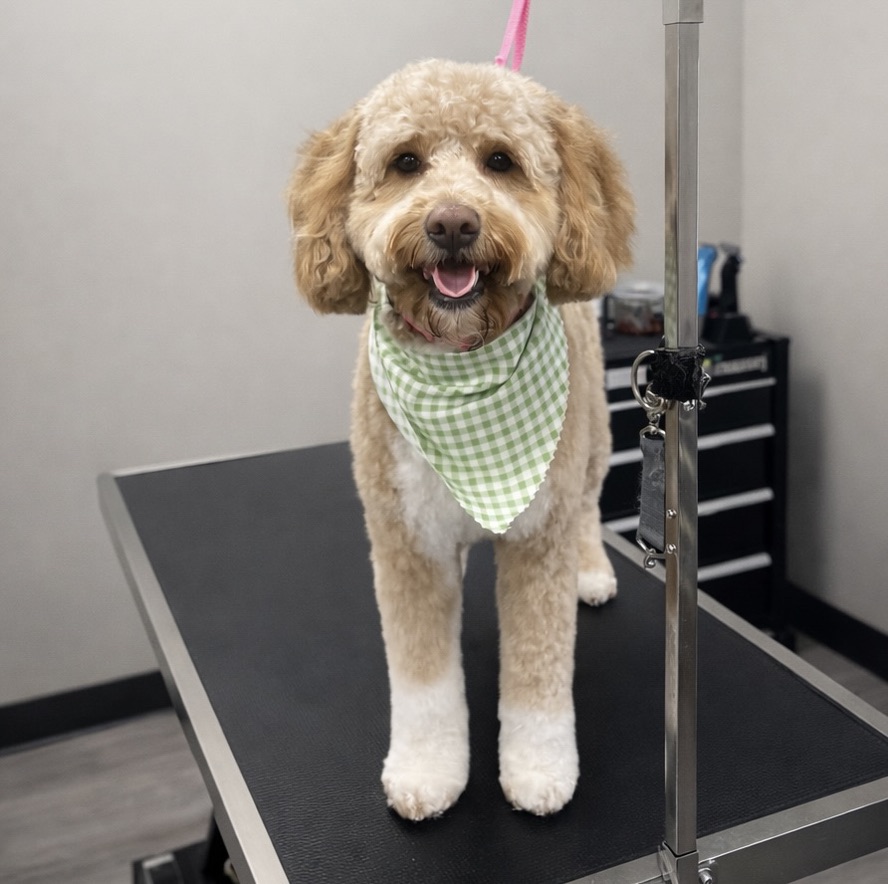 Freshly groomed dog on a grooming table