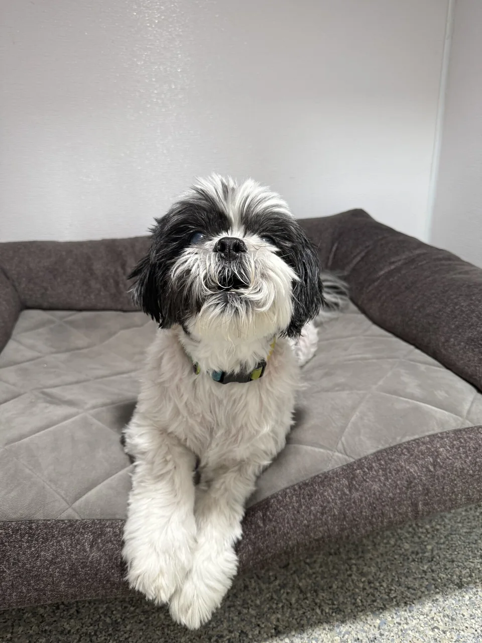 Dog resting comfortably in a boarding suite