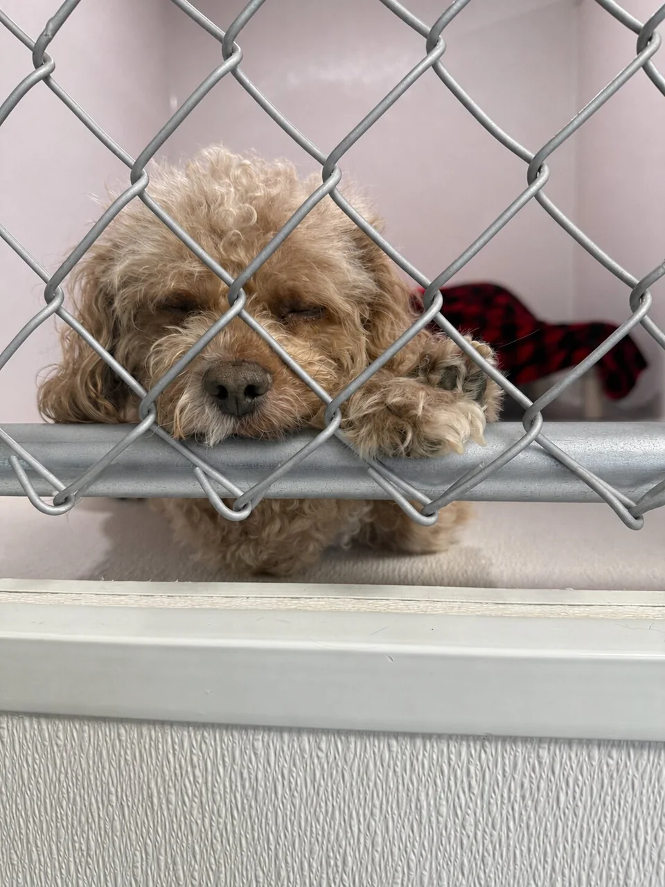 Dog resting behind the boarding room door