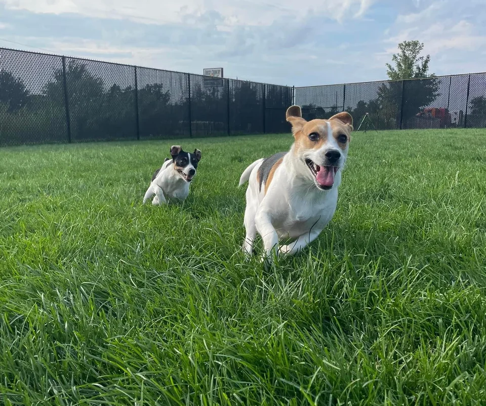 Outdoor daycare play yard at Eastern Iowa Pet Resort