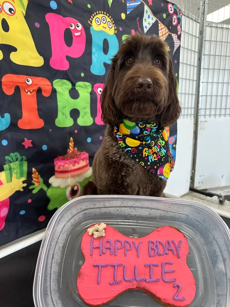 Dog celebrating a birthday pawty at Eastern Iowa Pet Resort daycare