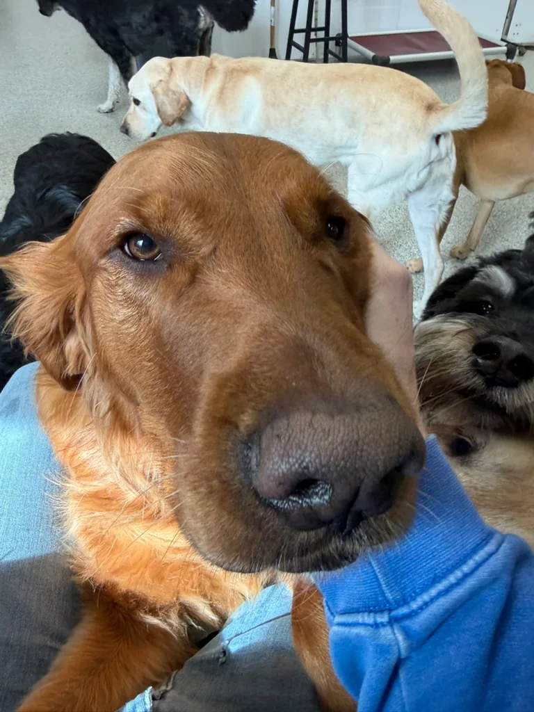 Daycare dogs at Eastern Iowa Pet Resort