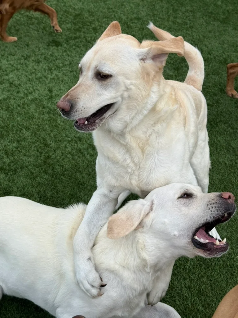 Daycare dogs at Eastern Iowa Pet Resort