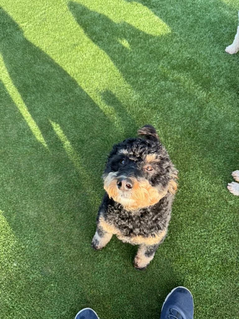 Daycare dogs at Eastern Iowa Pet Resort