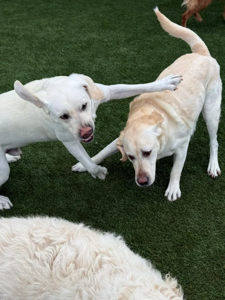 Daycare dogs at Eastern Iowa Pet Resort