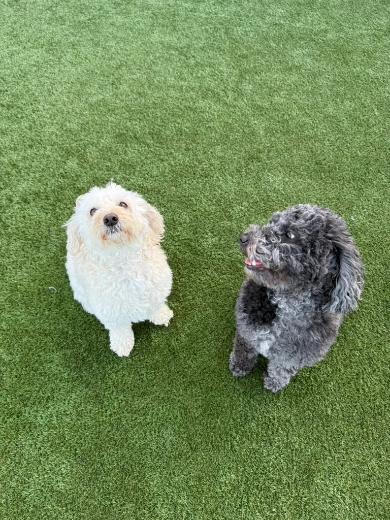 Daycare dogs at Eastern Iowa Pet Resort