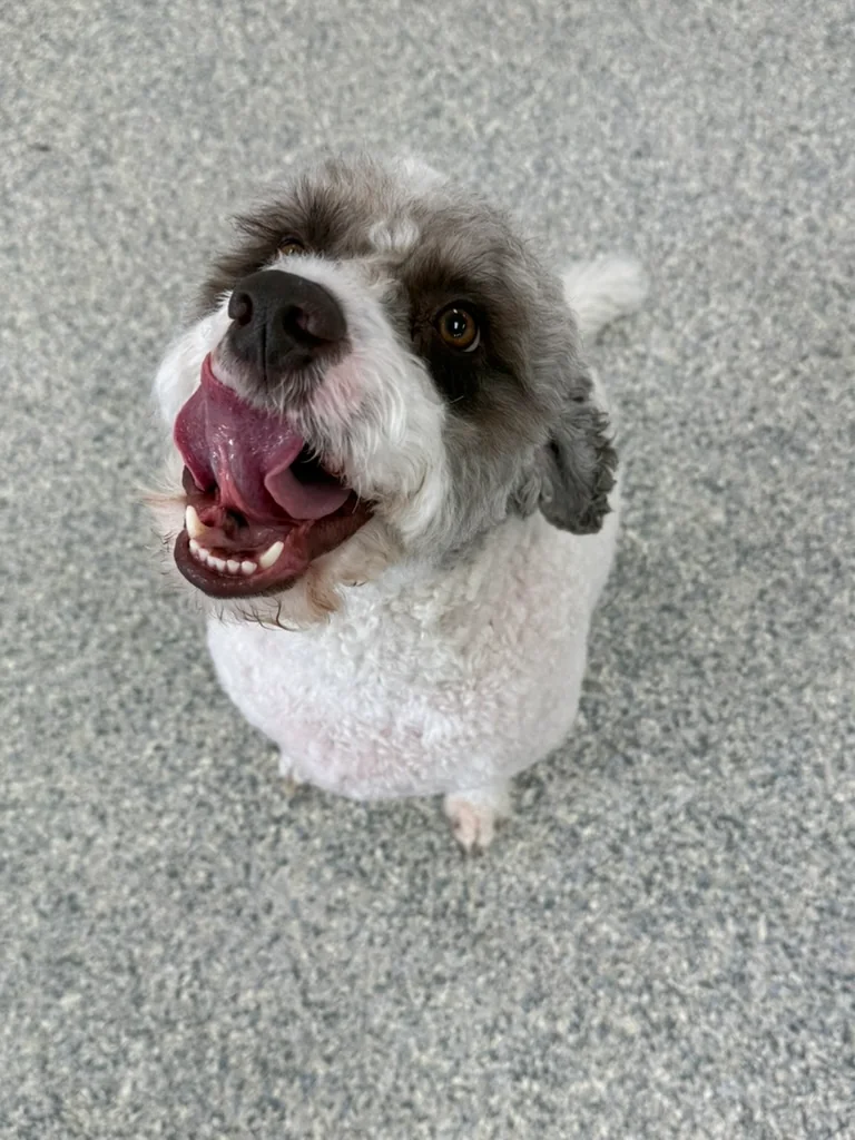 Daycare dogs at Eastern Iowa Pet Resort