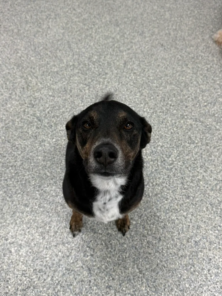 Daycare dogs at Eastern Iowa Pet Resort