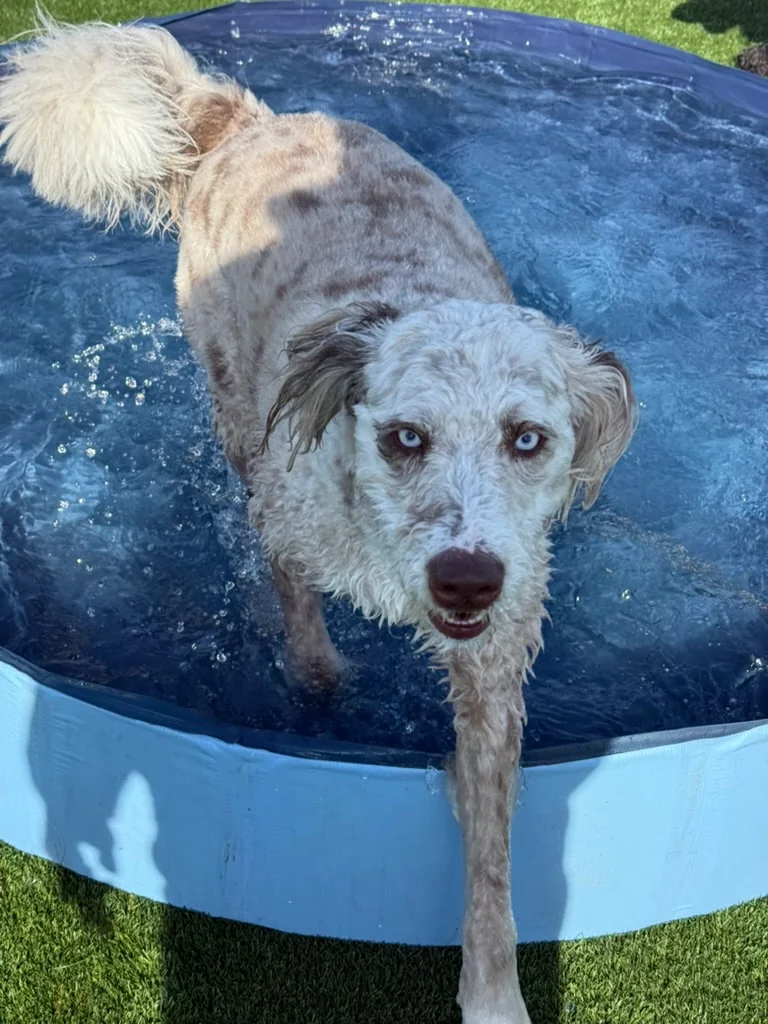 Daycare dogs at Eastern Iowa Pet Resort