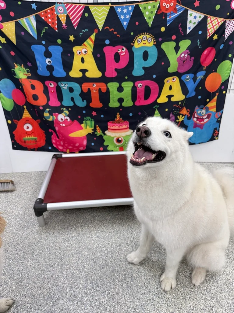 Daycare dogs at Eastern Iowa Pet Resort