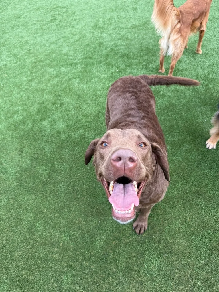 Daycare dogs at Eastern Iowa Pet Resort