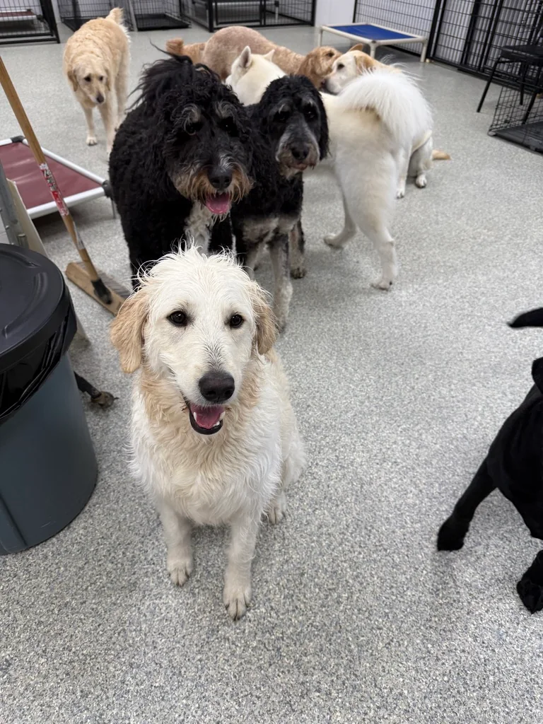 Daycare dogs at Eastern Iowa Pet Resort