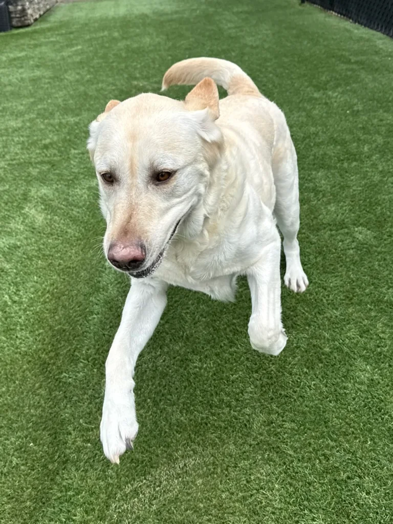 Daycare dogs at Eastern Iowa Pet Resort