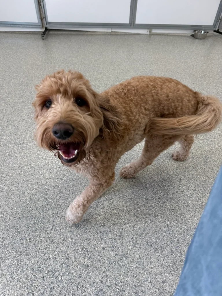 Daycare dogs at Eastern Iowa Pet Resort