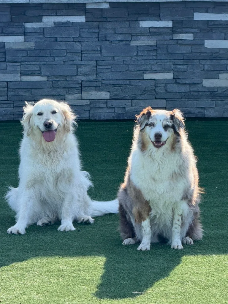 Daycare dogs at Eastern Iowa Pet Resort