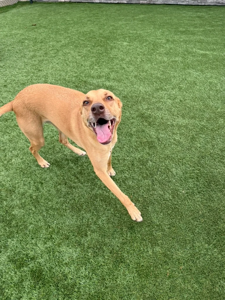 Daycare dogs at Eastern Iowa Pet Resort