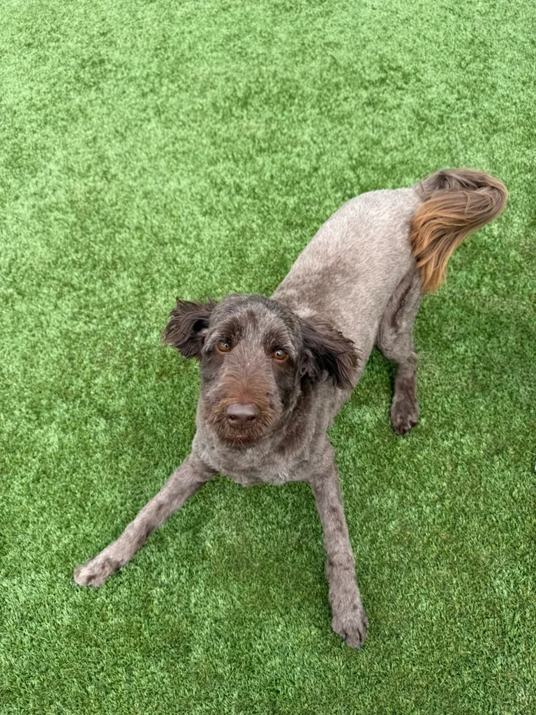 Daycare dogs at Eastern Iowa Pet Resort