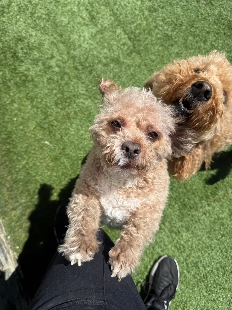 Daycare dogs at Eastern Iowa Pet Resort
