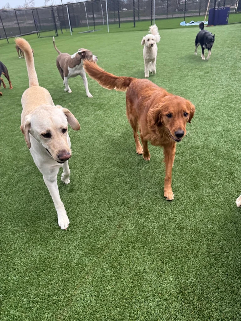 Daycare dogs at Eastern Iowa Pet Resort