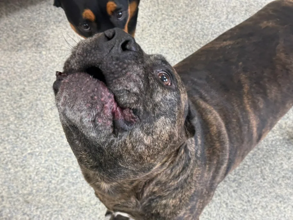 Daycare dogs at Eastern Iowa Pet Resort