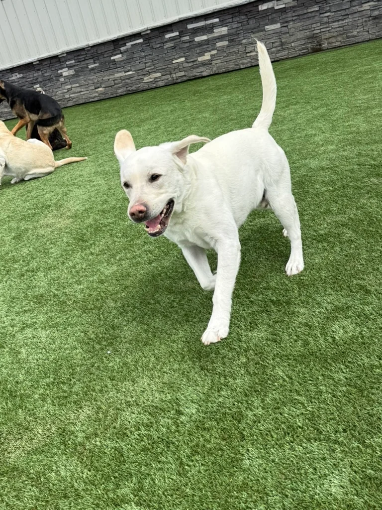 Daycare dogs at Eastern Iowa Pet Resort