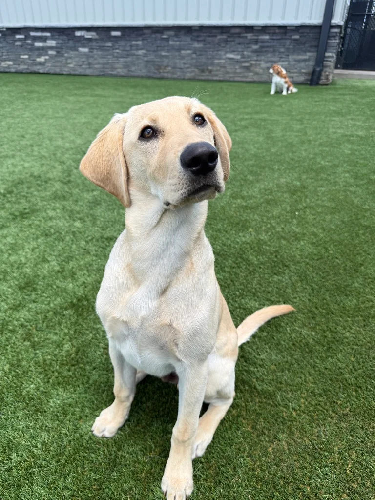 Daycare dogs at Eastern Iowa Pet Resort
