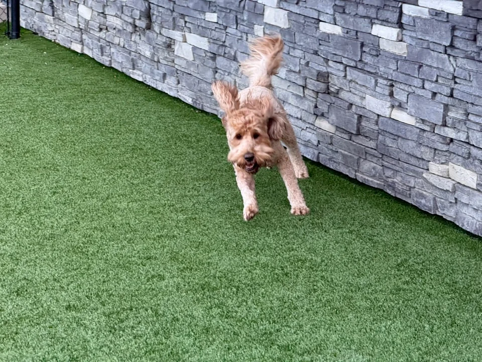 Daycare dogs at Eastern Iowa Pet Resort