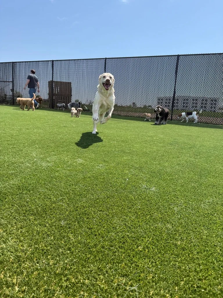 Daycare dogs at Eastern Iowa Pet Resort