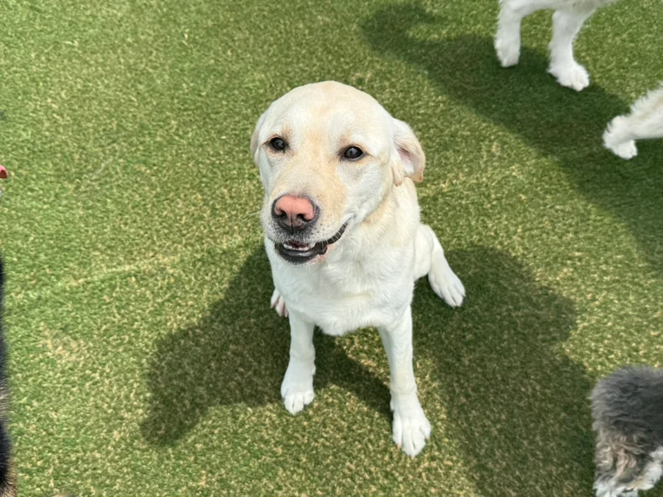 Daycare dogs at Eastern Iowa Pet Resort